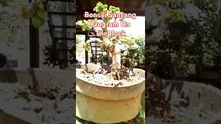 Bonsai Sancang On The Rock [upl. by Acinet]