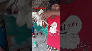 All pigeon lover loton baby femalenewsong  only show [upl. by Lareena]