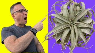 How to Water Tillandsias or Air Plants This May SHOCK YOU [upl. by Adnawad665]