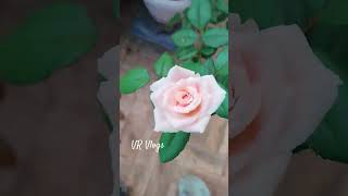 New rose blooms welcoming the monsoon 💖💖 [upl. by Nageem215]