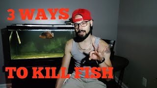 🔴 3 WAYS TO KILL FISH HUMANELY EUTHANIZE [upl. by Nos572]