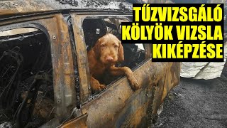 Tűzvizsgáló kölyök magyar vizsla kiképzése  GYUFA  FKI [upl. by Akemat540]