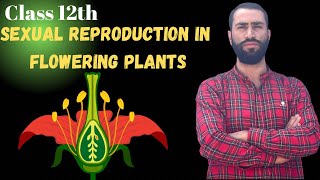 Sexual Reproduction in flowering plants Microsporogenesisi  Class 12 th biology [upl. by Hcib453]