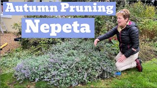 Cutting Back A Very Overgrown Nepeta [upl. by Alidus]