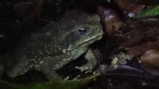 Rhinella marina Cane toad [upl. by Nolie]