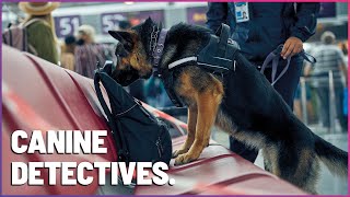 HighStakes Sniffing K9 Mounties Tackle Airplane Drug Search [upl. by Onez218]