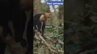 Monkey vs chimpanzee whats the difference [upl. by Llenyt]