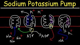 Sodium Potassium Pump  Active Transport [upl. by Eugenides640]