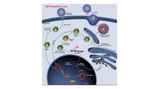 Cycle de réplication du Virus de lhépatite B VHB [upl. by Nohj635]