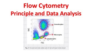 Flow cytometry Tutorial  Flow Cytometry Data Analysis  Flow cytometry Gating [upl. by Dorolice830]