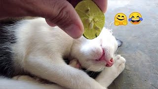 Los Videos de Perros y Gatos Más Divertidos 😂 Parte 509 [upl. by Naehs133]