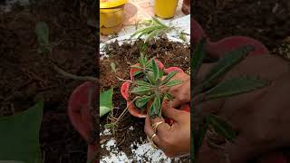 How to Grow and Care for Kalanchoe Delagoensiskalanchoe delagoensisbest garden [upl. by Ardehs70]