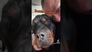 Rottie rumble is strong in him He loves kisses 😘 rottweiler pets [upl. by Nelon]