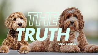 5 MUST KNOW Truths about Labradoodles cavoodles goldendoodles and other doodles [upl. by Lolita]