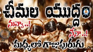 చీమల యుద్ధం  మధ్యవర్తి గాజు పురుగు  War of ants  Mediator glass worm  Pedarikam [upl. by Amabil808]