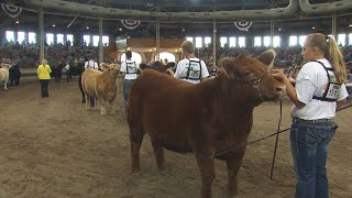 Governors Charity Steer Show – Fair 2024 [upl. by Roee]