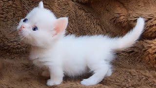 Cutie Pie Kitten Meowing  Baby Cat Sound  Cat Voice [upl. by Rosenthal]