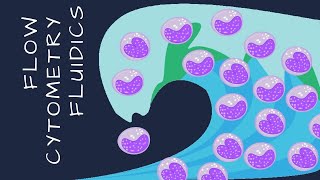 Flow cytometry fluidics Intro to Flow Cytometry  Episode 2 [upl. by Meirrak]