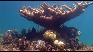 Snorkeling  Memories Jibacoa Cuba Oct 2019 [upl. by Aicilat358]