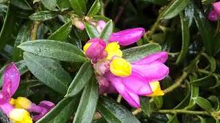 Polygala chamaebuxus var grandiflora Kamniski  Low Growing Ground cover Plant [upl. by Walke]