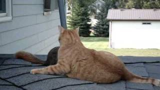 Squirrel playing with family cat [upl. by Yvor749]