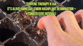 Terpene Therapy 144 ITS ALIVE Amnesia Lemon Hashplant Germination  Tomato Tent Revival [upl. by Arreis834]