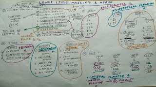 Lower Limb Muscles and these Nerve Supply  2  Obturator Femoral Sciatic Tibial Nerve [upl. by Stoddard]