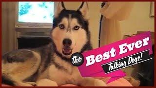 TOP 10 BEST TALKING DOGS EVER [upl. by Stolzer43]