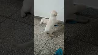 Chotti chotti 🐶🎃🤓subscribe doglover dogplaying trending viralvideo funny [upl. by Sancha819]