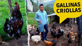 Cómo Criar Gallinas Criollas grandes [upl. by Nesmat]