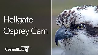 Hellgate Ospreys quotOwl Polequot Perch  Cornell Lab  University of Montana [upl. by Aramot]