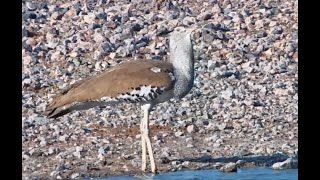 Who You Calling A Bustard [upl. by Dominica737]