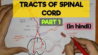 Tracts of Spinal Cord  1  Pyramidal Tracts [upl. by Elinnet]