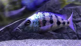 Fossorochromis Rostratus after water change [upl. by Olivette]