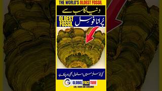 Fact 18 The Worlds Oldest Fossil facts latest 1million [upl. by Pisano]