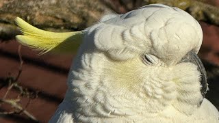 Next Level WILD Cockatoo Cuteness will Kickstart your day ☀️😊🪽 [upl. by Notxed]