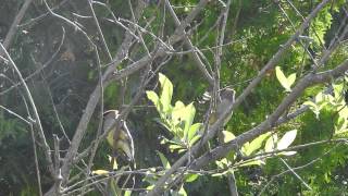 Cedar Waxwings Calling [upl. by Andrej673]