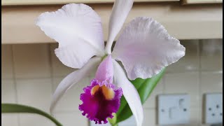 Cattleya trianaei  trianae a winter blooming orchid growing indoors in England UK [upl. by Amabil490]