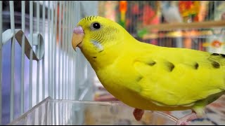 LONELY parakeets HELP the budgies chirp and sing [upl. by Barbaraanne]