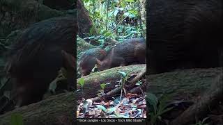 Guardians of the Forest The Secret Life of Peccaries wildlife animals [upl. by Schott]