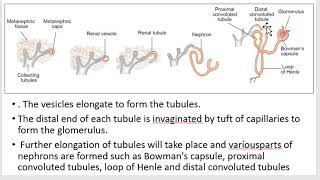 Development of Urinary system  Kidney  Ureter  Bladder [upl. by Yrome]