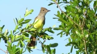 Great Crested Flycatcher Calls [upl. by Nyliuqcaj]