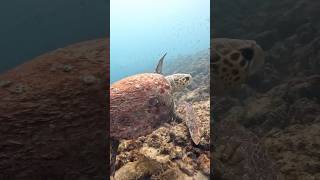 Loggerhead Sea Turtle at Cozy Reef miamiscubarocks [upl. by Theodore]