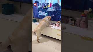 TV LIES EVEN TO DOGS 😂😂 DAILY PETS 1 [upl. by Topping]