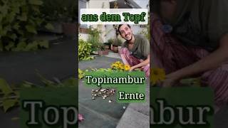 Topinambur Ernte aus Topf  Balkongarten [upl. by Cecilla611]