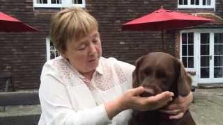 Pauline Quirke  Hearing Dogs lipreading quiz 1 [upl. by Kamila]