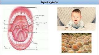 Асқорыту жүйесіне жалпы шолу Ауыз қуысы анатомиясы cavitas oris Ауыз кіреберісі [upl. by Ogait]