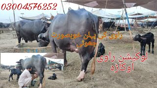 Ravi neeli top buffalo for sale Okara Animal Tv 0300457625281024 لائیو چوائی لوکیشن اوکاڑہ [upl. by Jara]