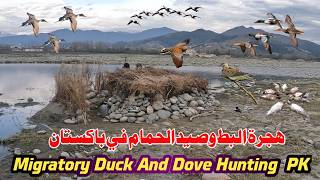 Duck Hunting In Pakistan 2024  Khabootar Ka Shikar  Dove Hunting Bird Hunting  Waterfowl Hunting [upl. by Lynde254]