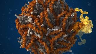 Human Papillomavirus HPV — Scientifically Accurate 3D Model [upl. by Haroldson]